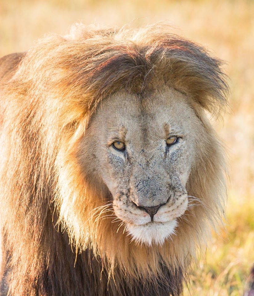 <h2>The Best of South Africa Escorted 2016</h2>13 Nights, 3 on Safari at Shamwari Game Preserve | 5 Rounds | March 2 – 16