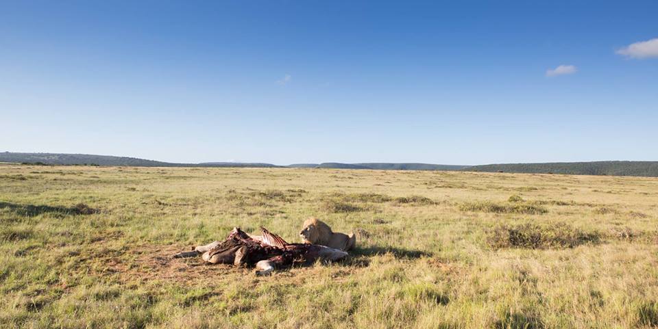 <h2>The Best of South Africa Escorted 2016</h2>13 Nights, 3 on Safari at Shamwari Game Preserve | 5 Rounds | March 2 – 16