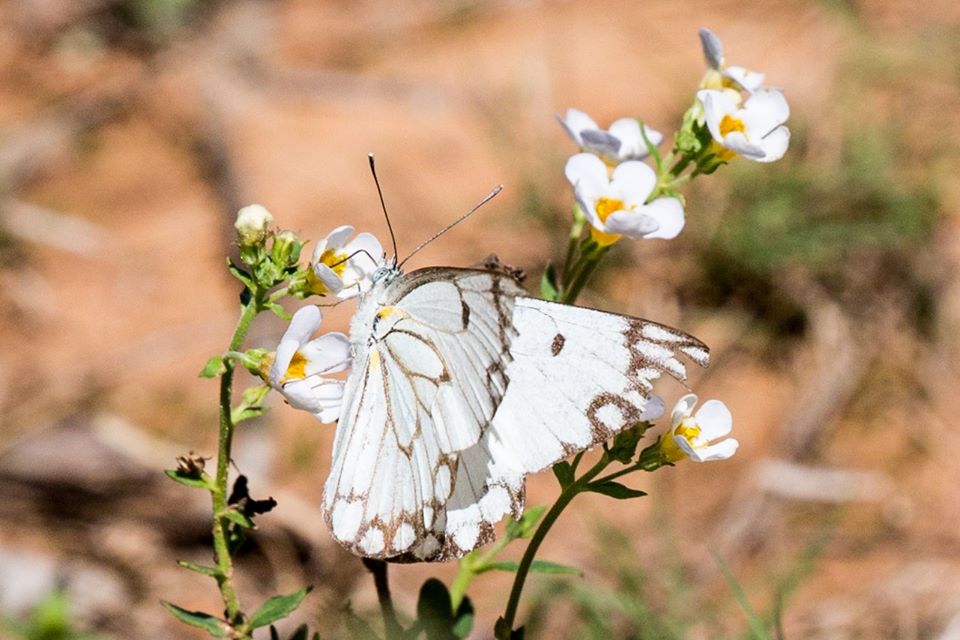 <h2>The Best of South Africa Escorted 2016</h2>13 Nights, 3 on Safari at Shamwari Game Preserve | 5 Rounds | March 2 – 16