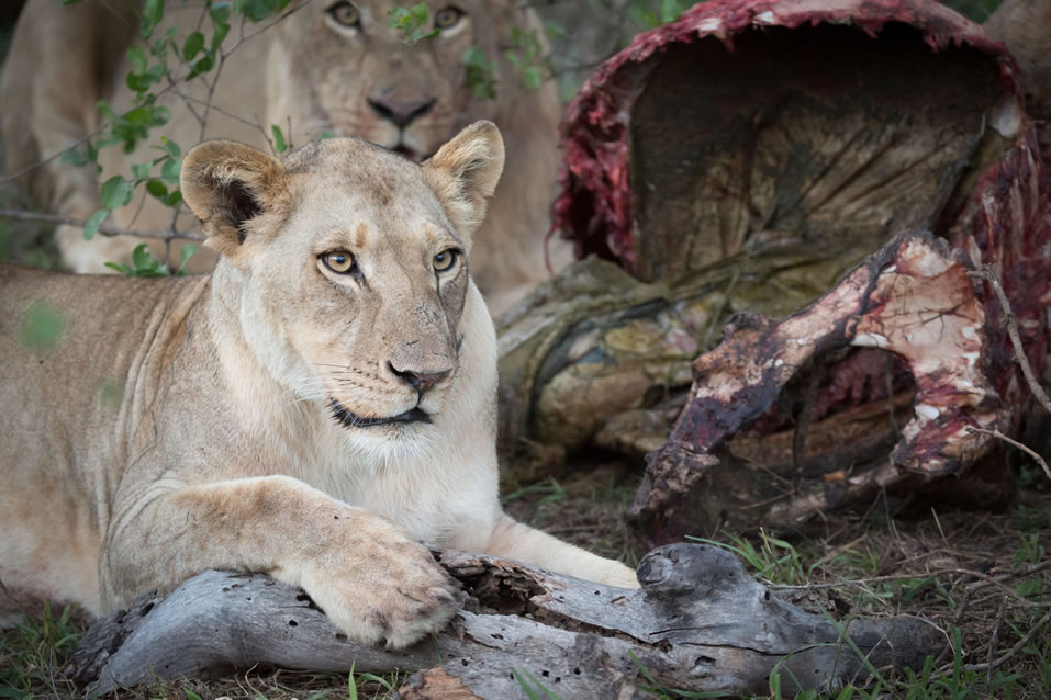 <h2>The Best of South Africa 2017</h2>14 Nights, 4 on Safari | 5 Rounds | Wine Tours & Sightseeing | November 3 – 17