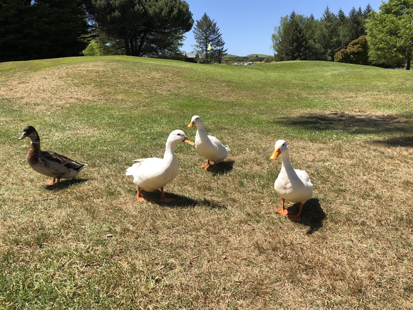 <h2>The Best of New Zealand Escorted 2018</h2>Taupo, Napier, Wellington & Queenstown