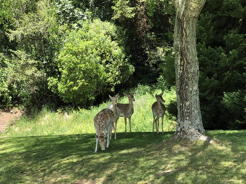 <h2>The Best of New Zealand Escorted 2018</h2>Taupo, Napier, Wellington & Queenstown