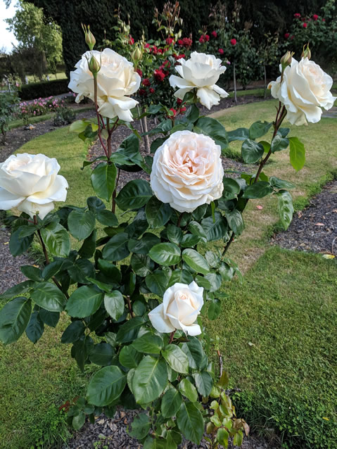 <h2>The Best of New Zealand Escorted 2018</h2>Taupo, Napier, Wellington & Queenstown