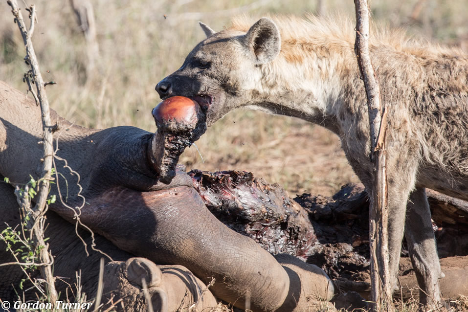 <h2>The Best of South Africa Escorted 2018</h2>Golf, Kruger Safari, Cape Town, the Winelands & Garden Route