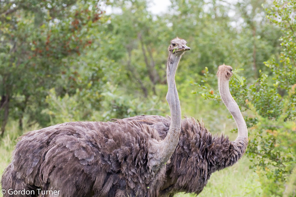 <h2>The Best of South Africa Escorted 2019</h2>Kruger Safari, Cape Town, the Winelands & Garden Route | 14 Nights | 5 Rounds | February 23 - March 9